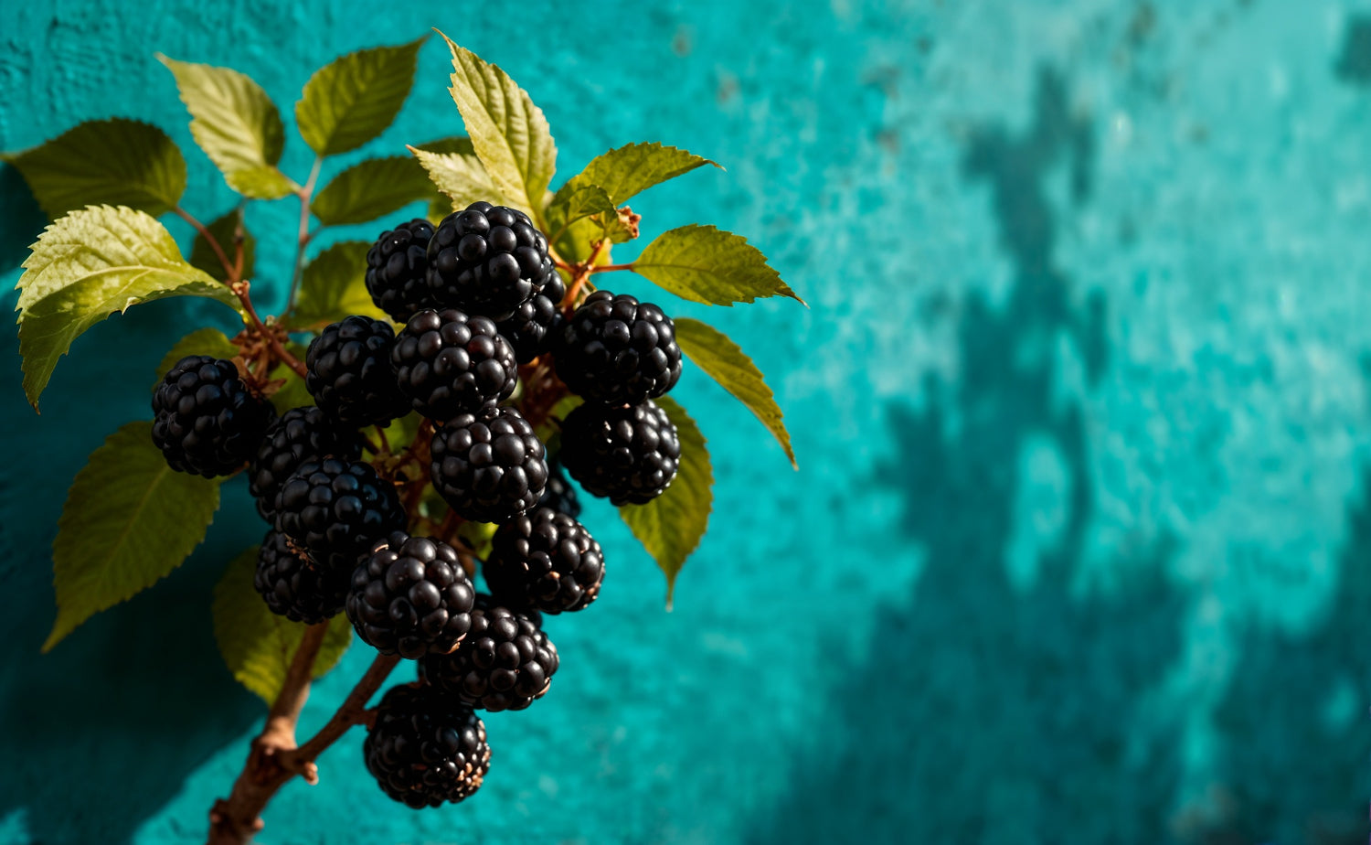 Berry